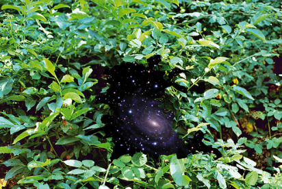 galaxy-garden
