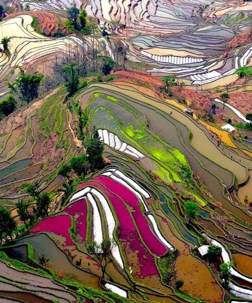 rice field terrace in china
