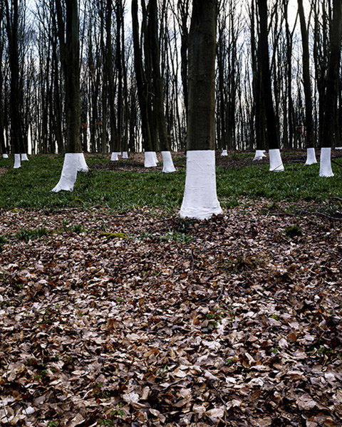 zander olsen striped trees