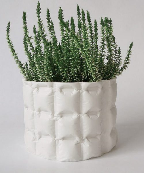 pillow plant